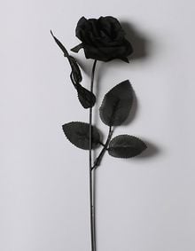 Black Rose (Hoa Hồng Đen)