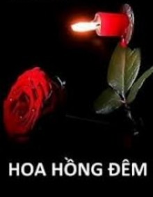 Hoa Hồng Đêm